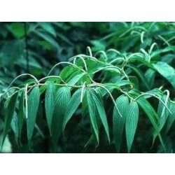 Weiße Pfefferkörner 100 g Piper nigrum