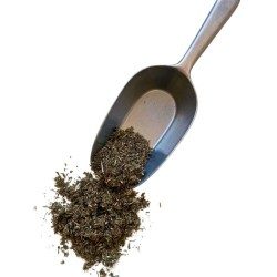 Tisane Argentine 100 GRS (Potentille) (Ansérine) plante CT Potentilla