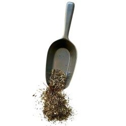 Kräutertee Aurône männliche Pflanze 100 GRS Artemisia abrotanum.