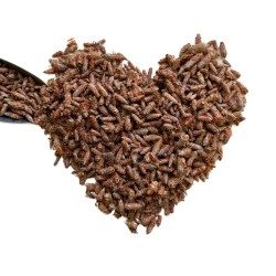 Tisane Bourgeon de PIN extra 100 GRS ENTIER Pinus sylvestris.