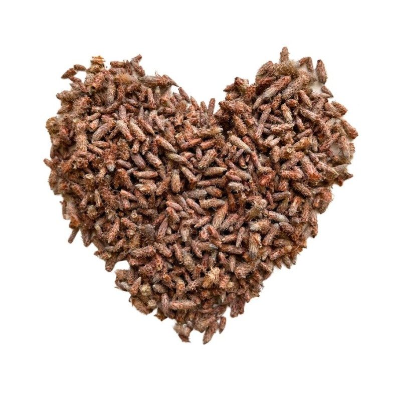Kräutertee KIEFERKNOSPE extra 1 GANZES KILO Pinus sylvestris.