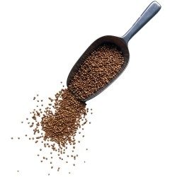 Kräutertee Koriander Samen VOLLSTÄNDIG 100 GRS Coriandrum sativum