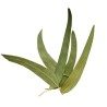 Kräutertee Eukalyptus Blatt 100 GRS VOLLSTÄNDIG extra Eucalyptus globulus