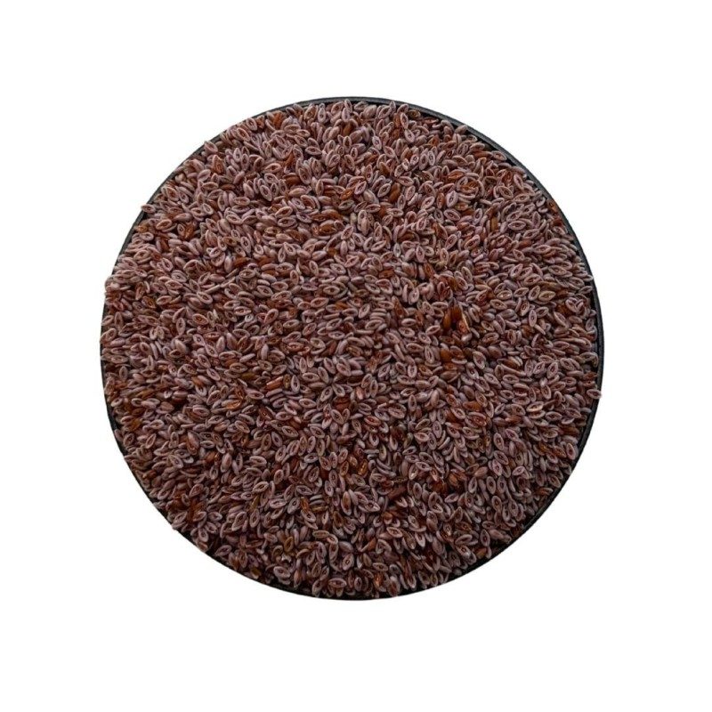 Tisane Ispaghul (Psyllium Rose) semence 1 KILO Plantago ovata