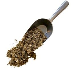 Marrubium Weiße Pflanze 100 Marrubium vulgare