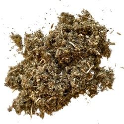 Marrubium Weiße Pflanze 100 Marrubium vulgare