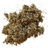 Marrubium Weiße Pflanze 100 Marrubium vulgare