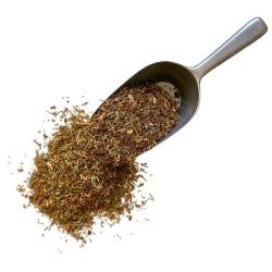 Johanniskraut Pflanze 100 GRS Hypericum perforatum