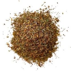 Johanniskraut Pflanze 100 GRS Hypericum perforatum