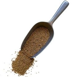 Weißer Senf (Englischer Senf) VOLLER Samen 100 g Sinapi