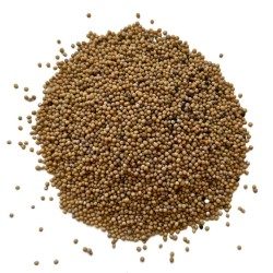 Weißer Senf (Englischer Senf) VOLLER Samen 100 g Sinapi