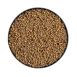 Weißer Senf (Englischer Senf) VOLLER Samen 100 g Sinapi