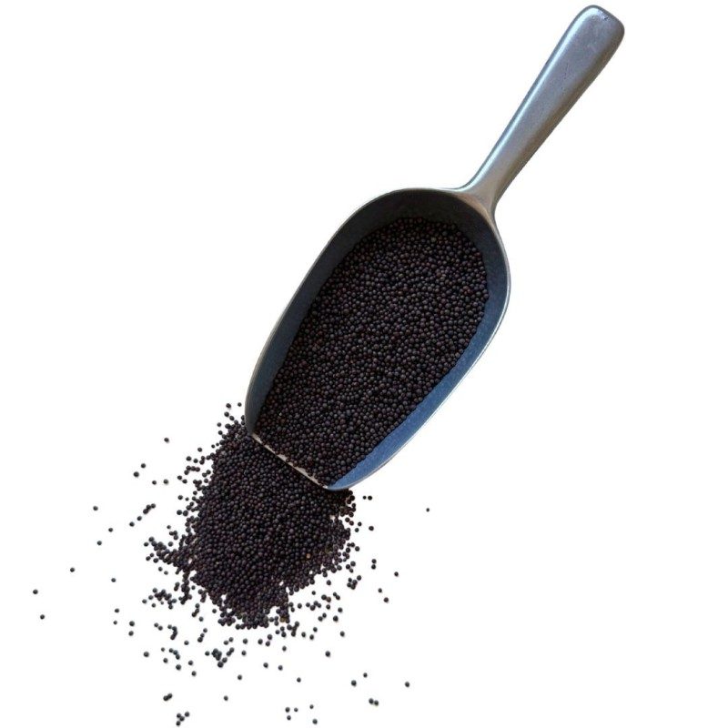 Moutarde noire graine ENTIERE 250 g Sinapis nigra