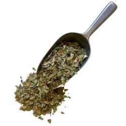 Myrte GANZES Blatt 100 GRS Myrtus communis.