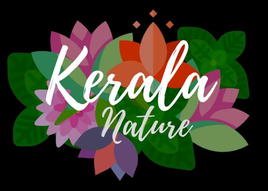 Kerala Nature
